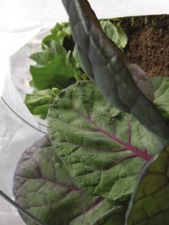 Summerweight Garden Fabric -Cheap A Fresh Yard Store 32644VS 001E tif