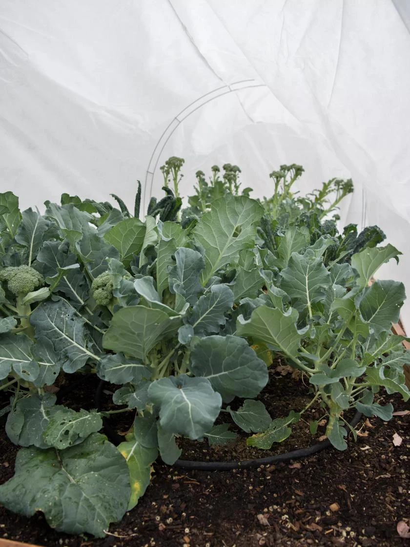 GardenQuilt Cover 3 GardenQuilt Cover