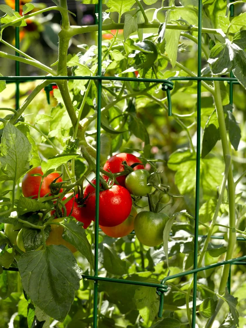 Tomato Cages, Set Of 4 6 Tomato Cages, Set Of 4 - Image 4