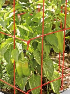 Pepper And Eggplant Cages, Set Of 3 -Cheap A Fresh Yard Store 37464 567 tif