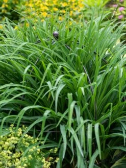 Jardin Bird Cage Support, 26" 9 Jardin Bird Cage Support, 26" -Cheap A Fresh Yard Store 39 521 0073 tif