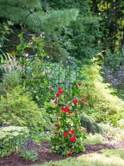 Essex Round Trellises 11 Essex Round Trellises -Cheap A Fresh Yard Store 39545 2286 tif