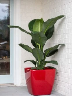 Viva Square Self-Watering Rolling Planter, 20" Diameter, Set Of 2 -Cheap A Fresh Yard Store 3 4 crop 8612930 0032 tif