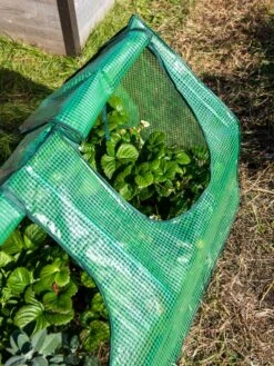 Multi Cloche -Cheap A Fresh Yard Store 3 4 crop 8613213 0240