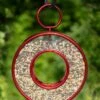 Circle Fly-Thru™ Bird Feeder With A Ruby Red Finish 1 Circle Fly-Thru™ Bird Feeder With A Ruby Red Finish -Cheap A Fresh Yard Store 3 4 crop 8613383 02v circle fly thru bird feeder with a ruby red finish