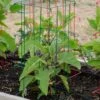 Pepper And Eggplant Cages, Set Of 3 -Cheap A Fresh Yard Store 8587048 1073 tif