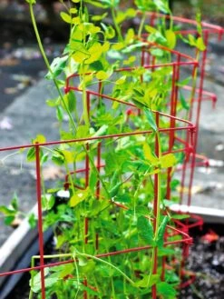 Expandable Pea Trellis -Cheap A Fresh Yard Store 8587061 100 tif