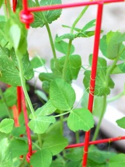 Expandable Pea Trellis -Cheap A Fresh Yard Store 8587061 101 tif