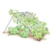 Large Cucumber Trellis -Cheap A Fresh Yard Store 8587082 CukeTrellis L Blk 001E tif