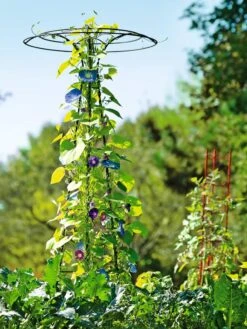 Essex Tuteur, 78" -Cheap A Fresh Yard Store 8587861 5028 tif