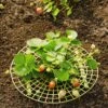 Strawberry Supports, Set Of 6 -Cheap A Fresh Yard Store 8587970 1039 tif