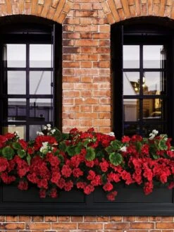 Fairfield Self-Watering Window Box, 5’ -Cheap A Fresh Yard Store 8588938 102V tif