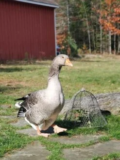 Chicken Wire Cloche 16 Chicken Wire Cloche -Cheap A Fresh Yard Store 8590210 01IN tif