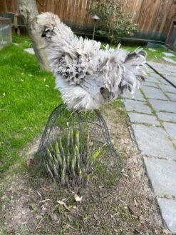 Chicken Wire Cloche 17 Chicken Wire Cloche -Cheap A Fresh Yard Store 8590210 02CUST tif