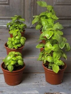 Organic Self-Watering Potting Mix, 20 Qts. -Cheap A Fresh Yard Store 8592212 3979 001E tif 4