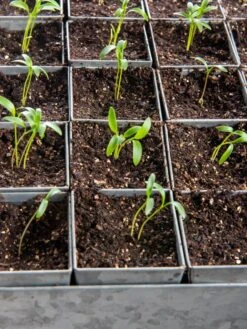 Seed Starting Mix, 9 Qts. -Cheap A Fresh Yard Store 8592212 6177