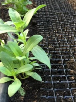 Cat Scat Mat 10 Cat Scat Mat -Cheap A Fresh Yard Store 8592448 03CUST tif