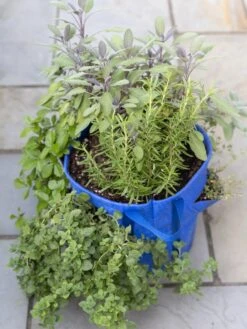 Gardener’s Best® Strawberry And Herb Grow Bag 5 Gardener’s Best® Strawberry And Herb Grow Bag -Cheap A Fresh Yard Store 8592705 advice 1765 tif