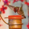 Copper Hummingbird Feeder -Cheap A Fresh Yard Store 8593301 001V tif
