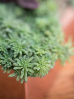 Tall Rectangular Copper Plant Tray, 18" X 5" X 4" 9 Tall Rectangular Copper Plant Tray, 18" X 5" X 4" -Cheap A Fresh Yard Store 8593534 4601 tif