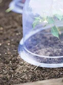 Medium Garden Cloches, Set Of 6 -Cheap A Fresh Yard Store 8593985 9441 tif