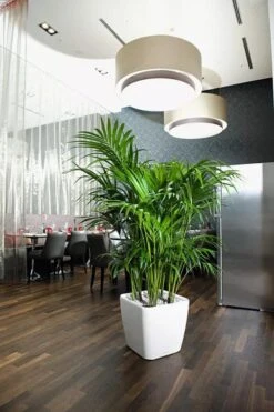 Lechuza® Quadro LS Premium Self-Watering Square Planters -Cheap A Fresh Yard Store 8594096 03V tif