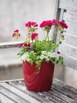 Viva Round Self-Watering Planter, 7" Diameter -Cheap A Fresh Yard Store 8595222 1137 tif