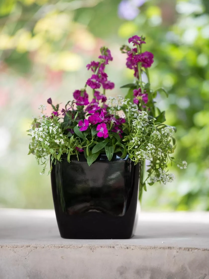 Viva Square Self-Watering Planter, 7" Diameter 8 Viva Square Self-Watering Planter, 7" Diameter - Image 6