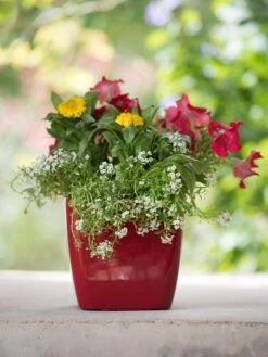 Viva Square Self-Watering Planter, 7" Diameter 12 Viva Square Self-Watering Planter, 7" Diameter -Cheap A Fresh Yard Store 8595223 1111 tif