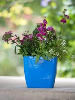 Viva Square Self-Watering Planter, 7" Diameter 10 Viva Square Self-Watering Planter, 7" Diameter -Cheap A Fresh Yard Store 8595223 1113 tif