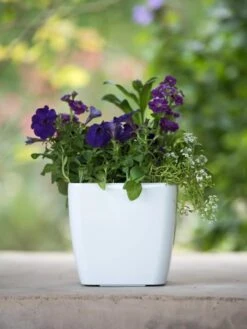 Viva Square Self-Watering Planter, 7" Diameter 11 Viva Square Self-Watering Planter, 7" Diameter -Cheap A Fresh Yard Store 8595223 1118 tif