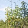 Mammoth Tomato Towers, Set Of 2 2 Mammoth Tomato Towers, Set Of 2 -Cheap A Fresh Yard Store 8595740 4437 tif