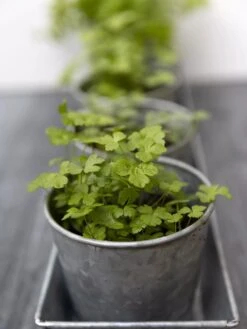 Galvanized Herb Planters With Rectangular Tray 8 Galvanized Herb Planters With Rectangular Tray -Cheap A Fresh Yard Store 8595903 advice 1777 tif