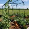 Titan Squash Tunnel -Cheap A Fresh Yard Store 8596276 01EMP tif