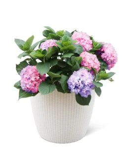 Weave Self-Watering Round Planter, 17" White 7 Weave Self-Watering Round Planter, 17" White -Cheap A Fresh Yard Store 8598372 3002 tif