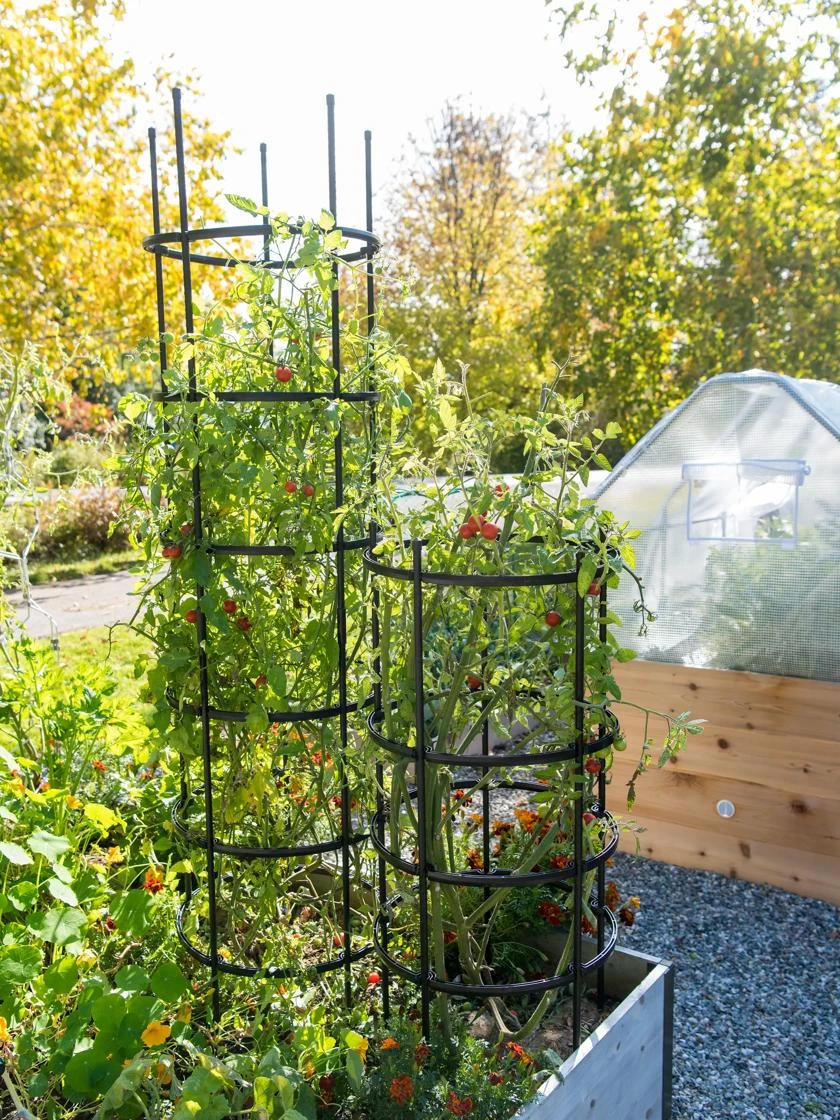 Titan Tomato Cages, Set Of 3 4 Titan Tomato Cages, Set Of 3 - Image 2