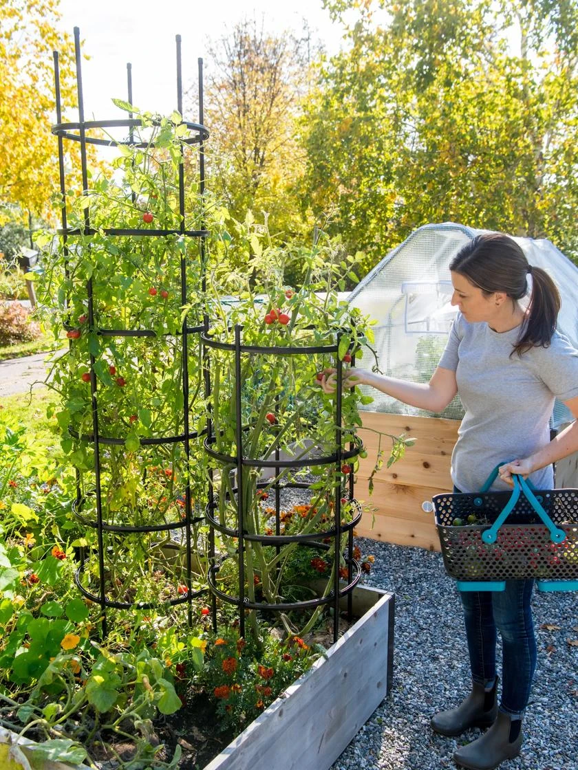 Titan Tomato Cages, Set Of 3 5 Titan Tomato Cages, Set Of 3 - Image 3