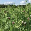 Field Peas, Oats And Vetch Mix Organic Seeds 2 Field Peas, Oats And Vetch Mix Organic Seeds -Cheap A Fresh Yard Store 8599874 01V tif