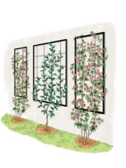 Exeter Wall Trellis -Cheap A Fresh Yard Store 8600049 50 0001 art tif