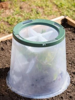 Sunny Forcing Cloches, Set Of 3 12 Sunny Forcing Cloches, Set Of 3 -Cheap A Fresh Yard Store 8600075 0734 tif