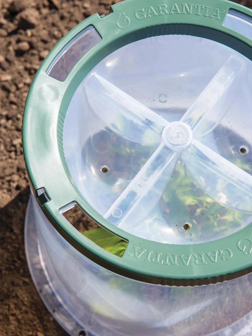 Sunny Forcing Cloches, Set Of 3 6 Sunny Forcing Cloches, Set Of 3 - Image 4