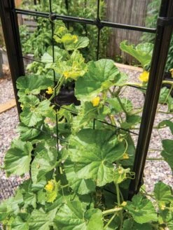 Gardener’s Victory Self-Watering Planter With Vine Trellis -Cheap A Fresh Yard Store 8600176 6853