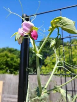 Gardener’s Victory Self-Watering Planter With Vine Trellis -Cheap A Fresh Yard Store 8600177 6588 tif