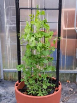 Gardener’s Victory Self-Watering Planter With Vine Trellis -Cheap A Fresh Yard Store 8600178 5000 tif