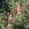 Hummingbird Cottage Copper Weathervane With Roof Mount -Cheap A Fresh Yard Store 8600377 03v hummingbird cottage weathervane roof mount 1