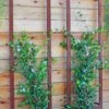 Ina Modern Wall Trellis Sr. -Cheap A Fresh Yard Store 8600510 05V tif