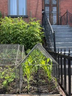 Chicken Wire Crop Coop -Cheap A Fresh Yard Store 8609080 02CUST tif