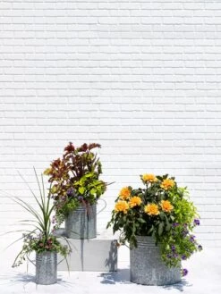 Metal Bucket Planters 11 Metal Bucket Planters -Cheap A Fresh Yard Store 8609085 0852 tif