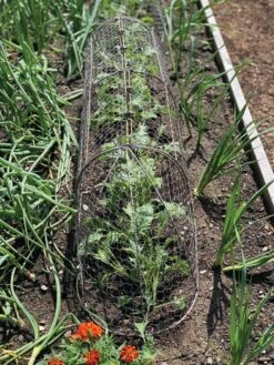 Chicken Wire Row Cloche Expandable Extra Large 3N1 -Cheap A Fresh Yard Store 8609412 5903 tif