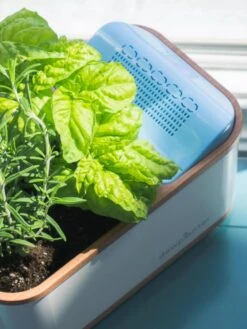 Dewplanter -Cheap A Fresh Yard Store 8609512 04V